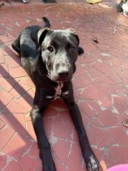 Lost Female Dog last seen Powell Mill Rd, WO Ezell Blvd, Spartanburg, SC 29301