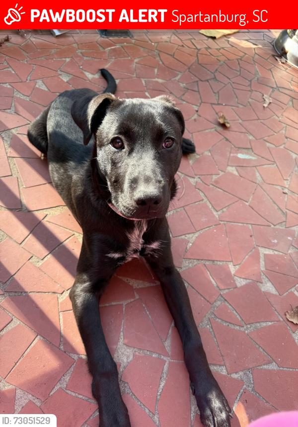 Lost Female Dog last seen Powell Mill Rd, WO Ezell Blvd, Spartanburg, SC 29301