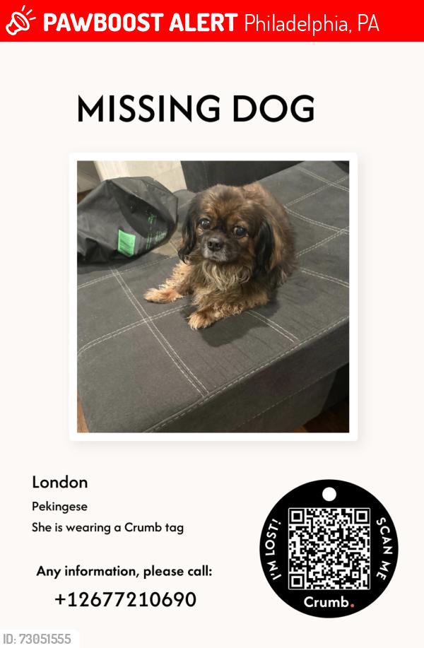 Lost Female Dog last seen Ruscomb St, Philadelphia, PA 19141