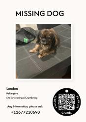 Lost Female Dog last seen Ruscomb St, Philadelphia, PA 19141
