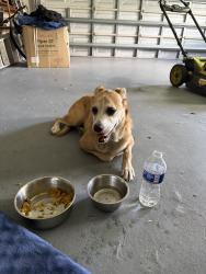 Reunited Female Dog last seen Near nw 12 st lauderhill , Lauderhill, FL 33313