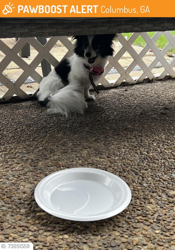 Found/Stray Female Dog last seen The dog is at my hse as of right now, Columbus, GA 31907