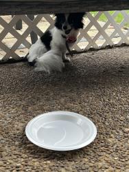Found/Stray Female Dog last seen The dog is at my hse as of right now, Columbus, GA 31907