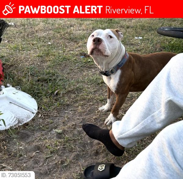 Lost Male Dog last seen Carlton fields drive, Riverview, FL 33579