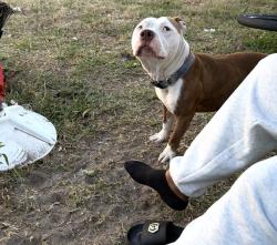 Lost Male Dog last seen Carlton fields drive, Riverview, FL 33579