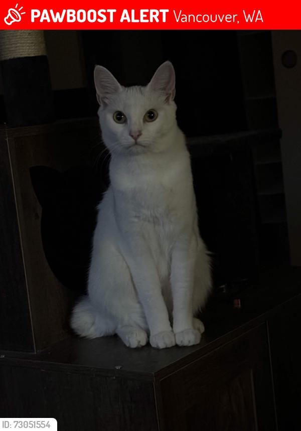 Lost Female Cat last seen By the J building in the Oak Creek apmts, Vancouver, WA 98682