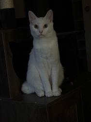 Lost Female Cat last seen By the J building in the Oak Creek apmts, Vancouver, WA 98682