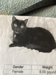 Lost Female Cat last seen Belcher and Curlew, Dunedin, FL 34698