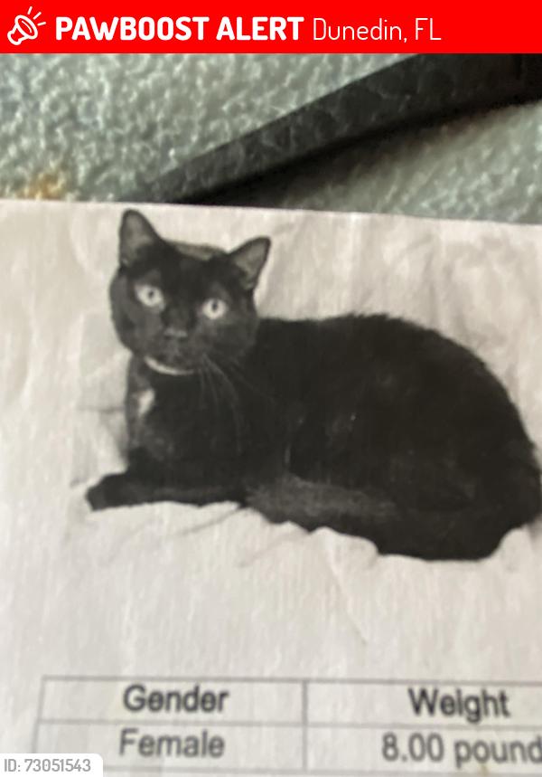 Lost Female Cat last seen Belcher and Curlew, Dunedin, FL 34698