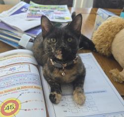 Lost Female Cat last seen Doncaster , South Yorkshire, England DN4 0BN