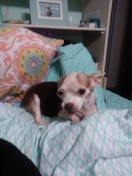 Reunited Female Dog last seen Overlook and crest drive, Titusville, FL 32780