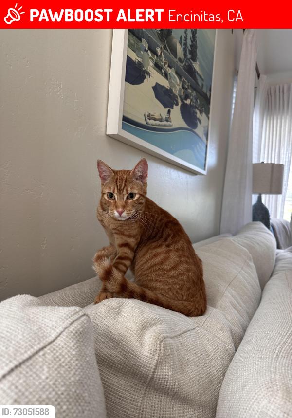 Lost Male Cat last seen Sandcastle drive, Encinitas, CA 92007