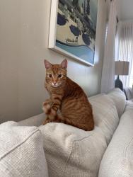 Lost Male Cat last seen Sandcastle drive, Encinitas, CA 92007