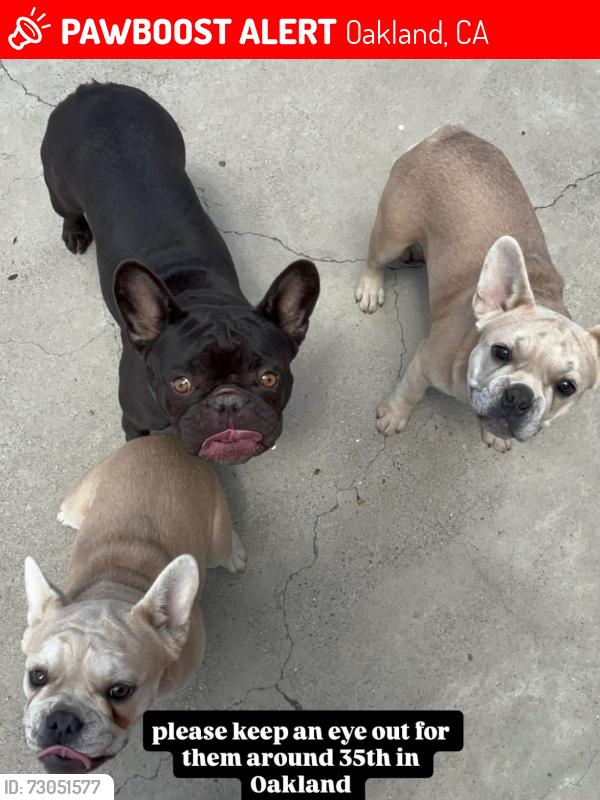 Lost Female Dog last seen 35th and Davis Oakland, Oakland, CA 94602