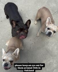 Lost Female Dog last seen 35th and Davis Oakland, Oakland, CA 94602