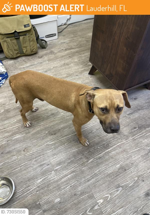 Rehomed Male Dog last seen Lauderhill industrial park just east of 441. Near the mall., Lauderhill, FL 33311