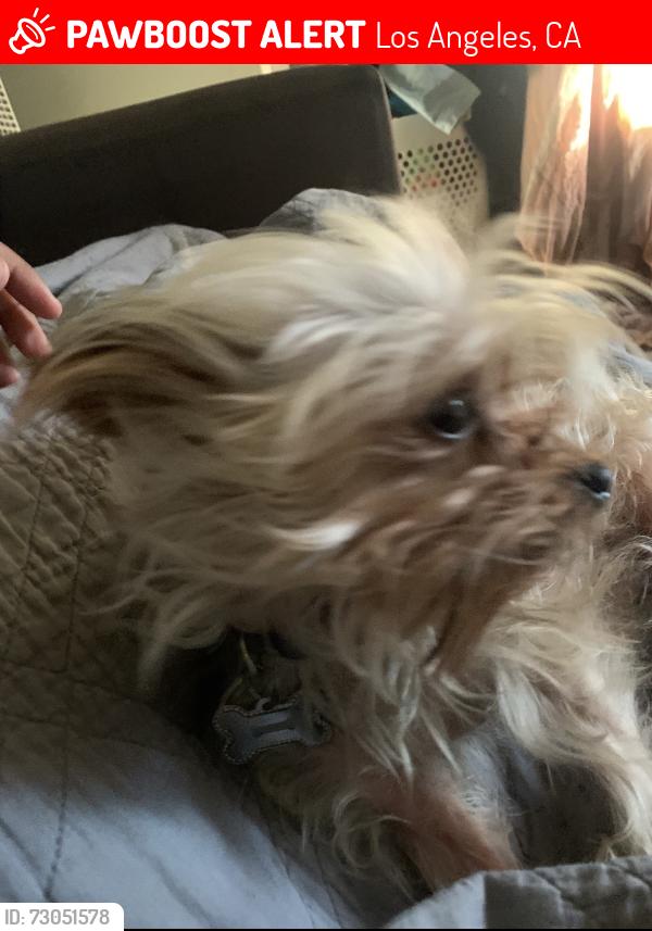 Lost Male Dog last seen 76st and st andrews, Los Angeles, CA 90047