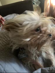 Lost Male Dog last seen 76st and st andrews, Los Angeles, CA 90047