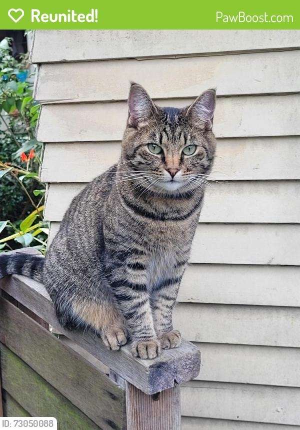 Reunited Female Cat last seen 34th Ave South & South Lander Street; Seattle, WA 98144, Seattle, WA 98144