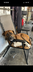 Lost Male Dog last seen Near NE 69th St Miami, FL  33138 United States, Miami, FL 33138