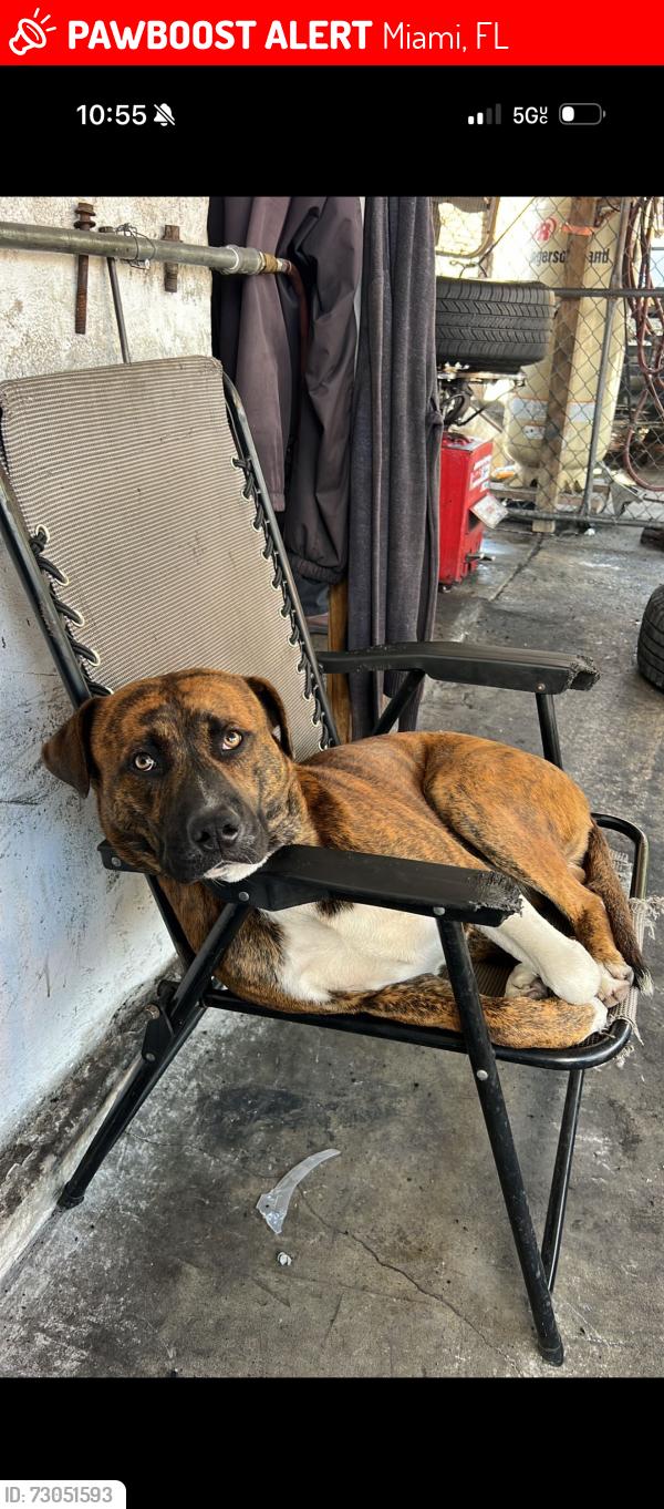 Lost Male Dog last seen Near NE 69th St Miami, FL  33138 United States, Miami, FL 33138