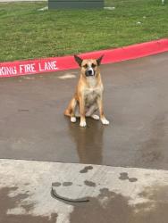 Found/Stray Female Dog last seen Ovilla Rd & Hampton, Glenn Heights, TX 75154