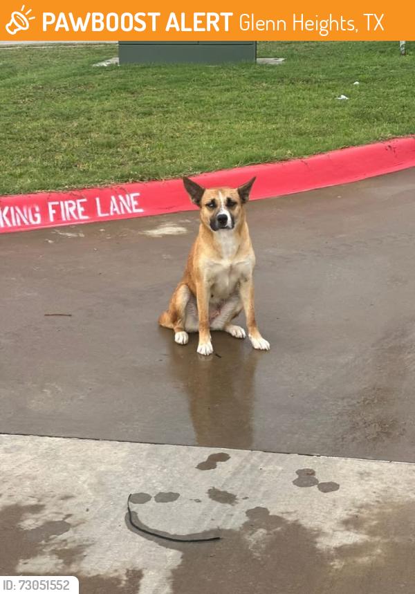 Found/Stray Female Dog last seen Ovilla Rd & Hampton, Glenn Heights, TX 75154