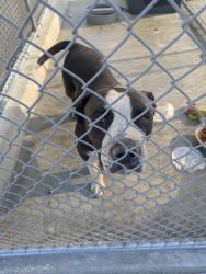 Found/Stray Male Dog last seen Near Avenida Lalo Guerrero, Cathedral City, CA 92234, Cathedral City, CA 92235