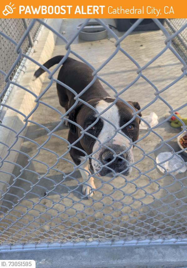 Found/Stray Male Dog last seen Near Avenida Lalo Guerrero, Cathedral City, CA 92234, Cathedral City, CA 92235