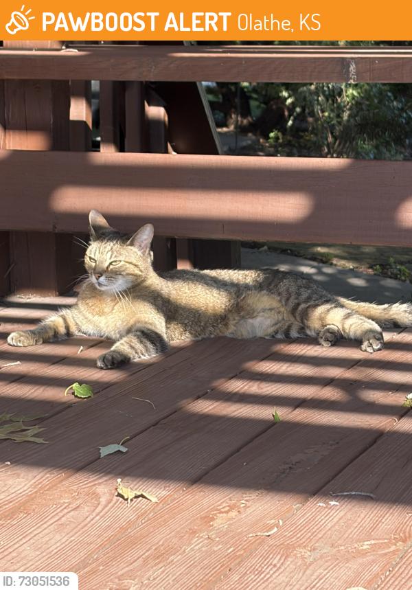 Found/Stray Female Cat last seen 117th Terrace & Woodland, Olathe, KS 66061