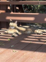 Found/Stray Female Cat last seen 117th Terrace & Woodland, Olathe, KS 66061