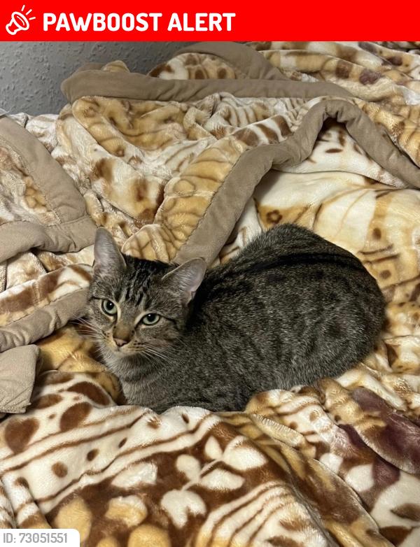Lost Female Cat last seen Craig Road TW10 , Greater London, England TW10 7LS