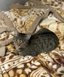 Lost Female Cat last seen Craig Road TW10 , Greater London, England TW10 7LS