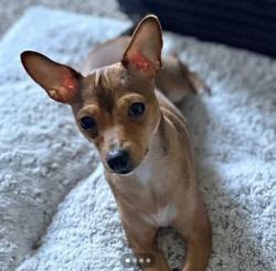 Lost Female Dog last seen Coventry park apmts, Jacksonville, FL 32216