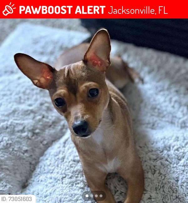 Lost Female Dog last seen Coventry park apmts, Jacksonville, FL 32216