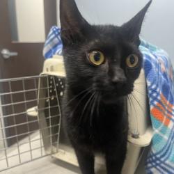 Shelter Stray Female Cat last seen , 1013 Garfield St, Oak Park, IL 60304, USA