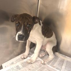 Shelter Stray Male Dog last seen , 2350 Appling City Cove, Memphis, TN 38133, USA