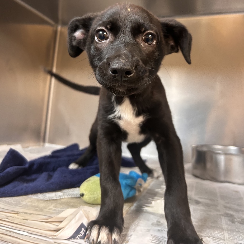 Shelter Stray Female Dog last seen , 2350 Appling City Cove, Memphis, TN 38133, USA