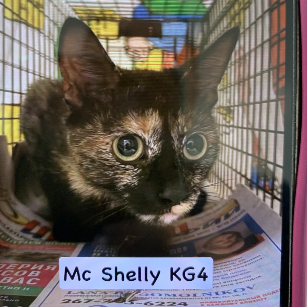 Shelter Stray Female Cat last seen , Animal Care & Control Team of Philly, 111 W Hunting Park Ave, Philadelphia, PA 19140, USA