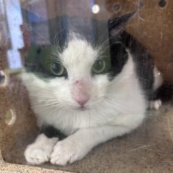 Shelter Stray Male Cat last seen , Animal Care & Control Team of Philly, 111 W Hunting Park Ave, Philadelphia, PA 19140, USA