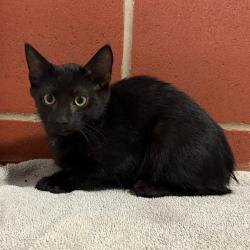 Shelter Stray Male Cat last seen , 2951 S 1st St, Cabot, AR 72023, USA