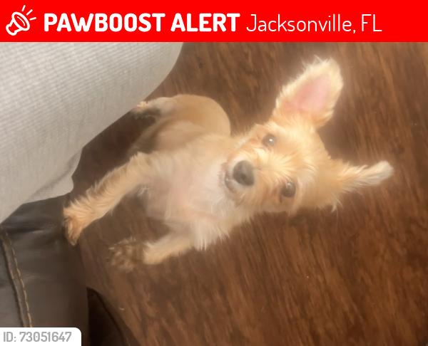 Lost Female Dog last seen Timmerman Walk, Jacksonville, FL 32244