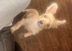 Lost Female Dog last seen Timmerman Walk, Jacksonville, FL 32244