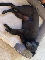 Reunited Female Dog last seen Easton Ave and East Washington St., across from the St Anne’s Church, Bethlehem, PA 18017