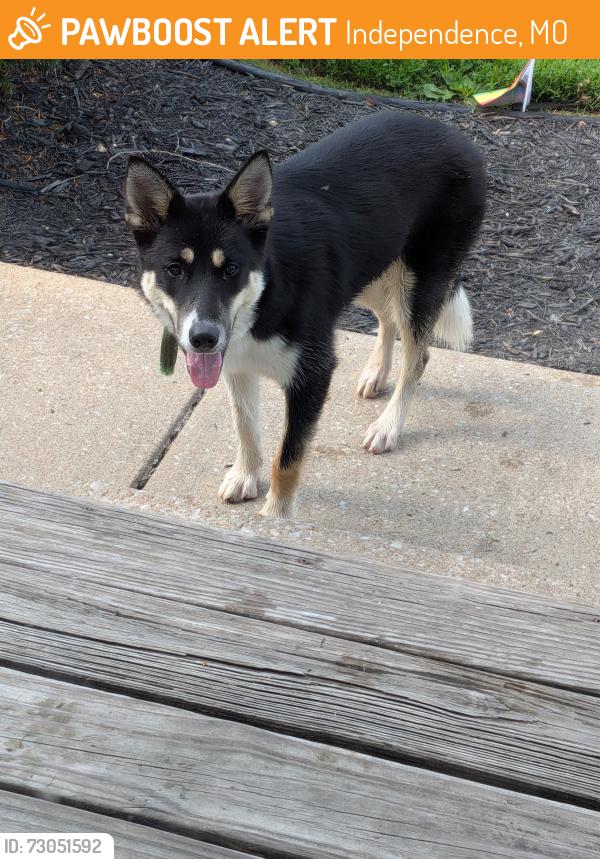Found/Stray Unknown Dog last seen 35th and E Bowen St, Independence, MO 64055