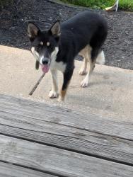 Found/Stray Unknown Dog last seen 35th and E Bowen St, Independence, MO 64055
