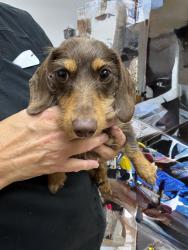 Reunited Female Dog last seen Eldron and Bayside Lakes, Palm Bay, FL 32909
