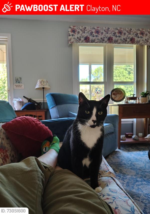 Lost Male Cat last seen Covered Bridge Rd, Clayton, NC 27527
