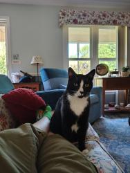 Lost Male Cat last seen Covered Bridge Rd, Clayton, NC 27527