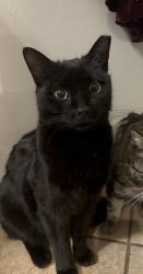 Lost Male Cat last seen Hamden Avenue Bedford Avenue Boundary Avenue , Staten Island, NY 10306